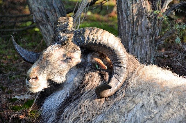 Free download Sheep Drenthe Heath -  free photo or picture to be edited with GIMP online image editor