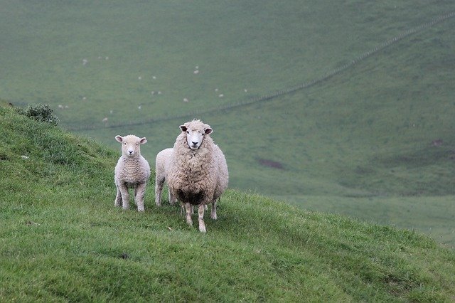 Scarica gratis pecore pecora agnello lana bestiame foto gratis da modificare con GIMP editor di immagini online gratuito