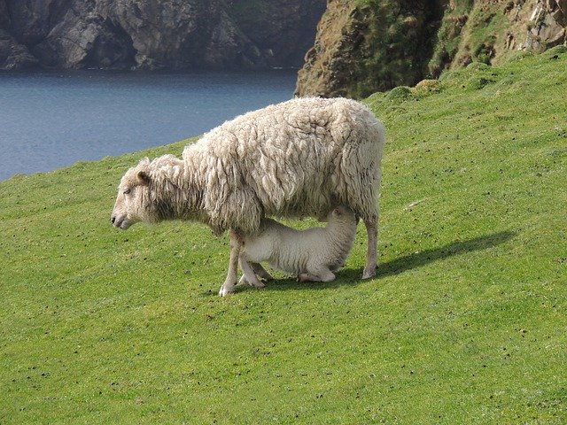 Free download Sheep Fair Isle -  free photo or picture to be edited with GIMP online image editor