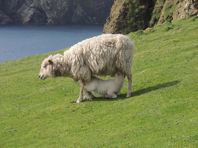 무료 다운로드 Sheep Fair Isle - 무료 사진 또는 김프 온라인 이미지 편집기로 편집할 수 있는 사진