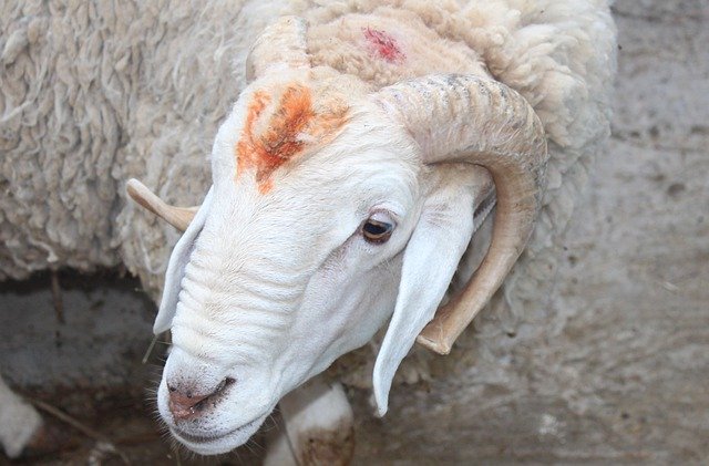 Téléchargement gratuit de l'agriculture de la ferme de moutons - photo ou image gratuite à éditer avec l'éditeur d'images en ligne GIMP