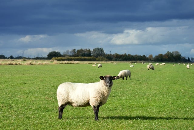 Free download sheep farm animals sheep wool free picture to be edited with GIMP free online image editor