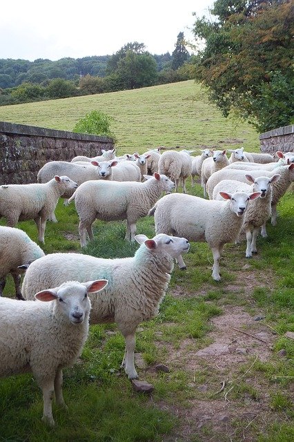 Free download Sheep Farming Farm -  free photo or picture to be edited with GIMP online image editor