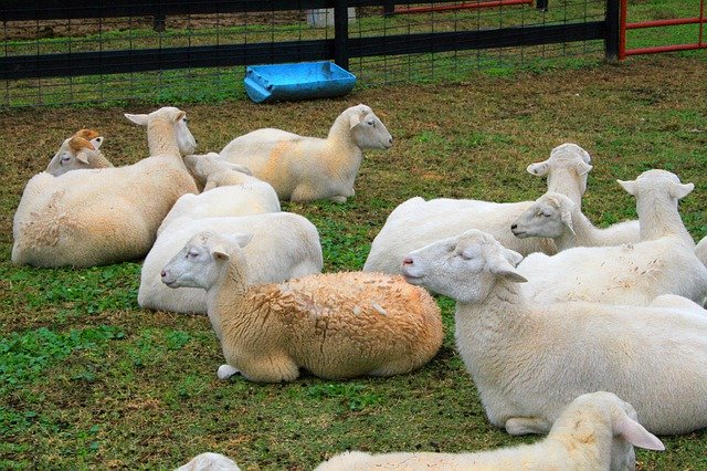 Download gratuito Sheep Farm Lamb - foto o immagine gratuita da modificare con l'editor di immagini online di GIMP