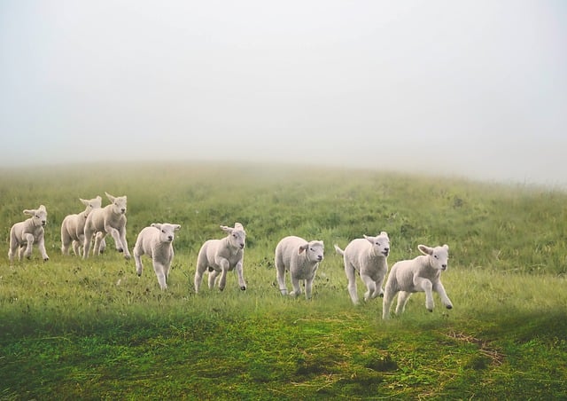 Free download sheep field meadow green herd fog free picture to be edited with GIMP free online image editor