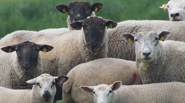 Gratis download Sheep Flock Animals - gratis gratis foto of afbeelding om te bewerken met GIMP online afbeeldingseditor