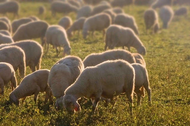 Free download sheep flock lambs animals graze free picture to be edited with GIMP free online image editor