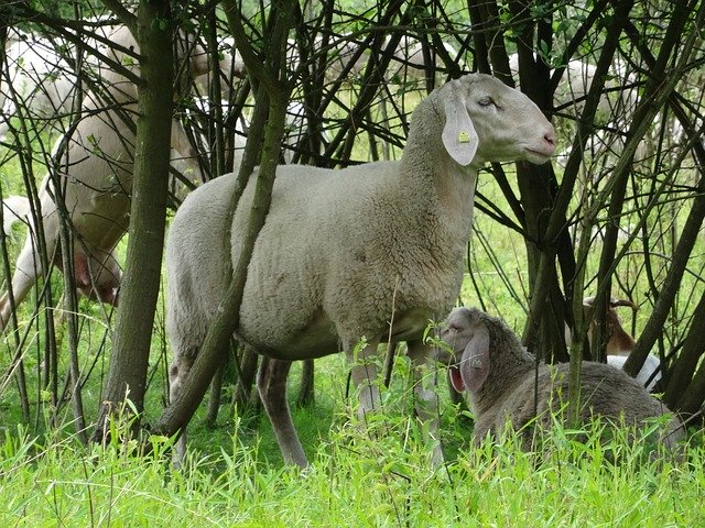 Free download Sheep Flock Of Pasture -  free photo or picture to be edited with GIMP online image editor