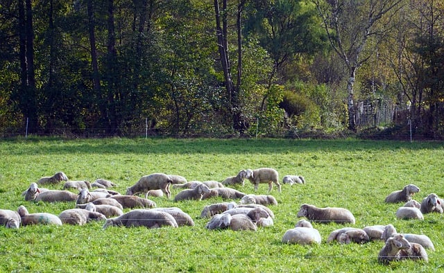 Free download sheep flock pasture field free picture to be edited with GIMP free online image editor