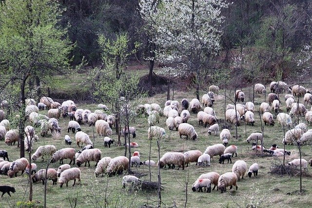Free download Sheepfold Berger Occupation -  free photo or picture to be edited with GIMP online image editor