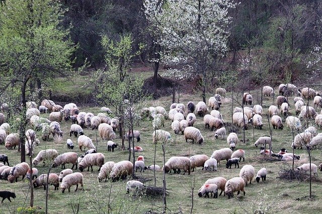 Scarica gratuitamente Sheepfold Berger Occupation: foto o immagini gratuite da modificare con l'editor di immagini online GIMP