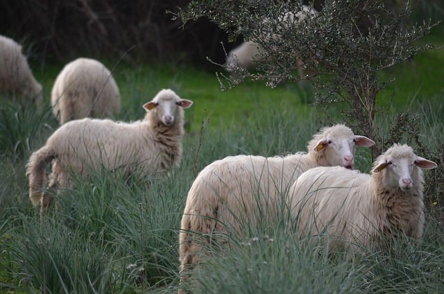 Free download sheep fuzzy farm animal nature free picture to be edited with GIMP free online image editor