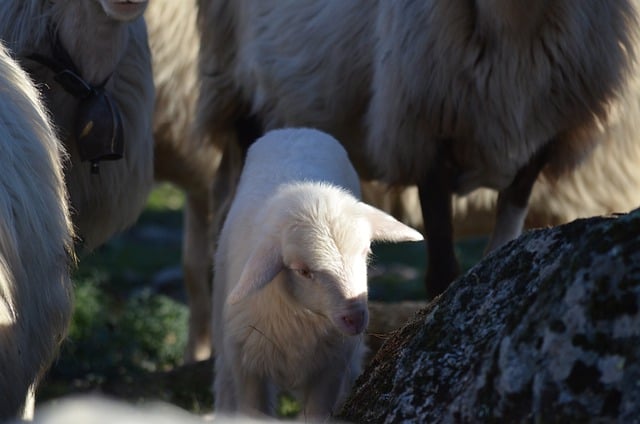 Free download sheep fuzzy sardinia cute nature free picture to be edited with GIMP free online image editor
