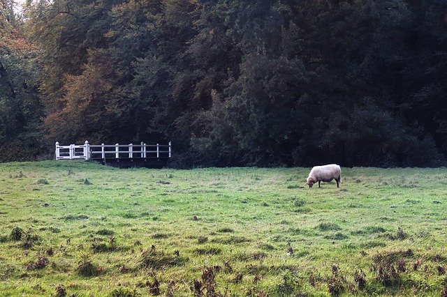 Muat turun percuma Sheep Grass Field - foto atau gambar percuma untuk diedit dengan editor imej dalam talian GIMP