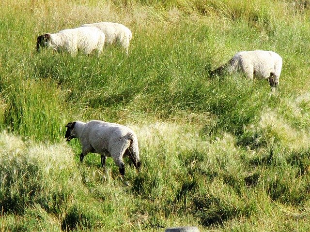 Template Photo Sheep Grazing Animal -  for OffiDocs
