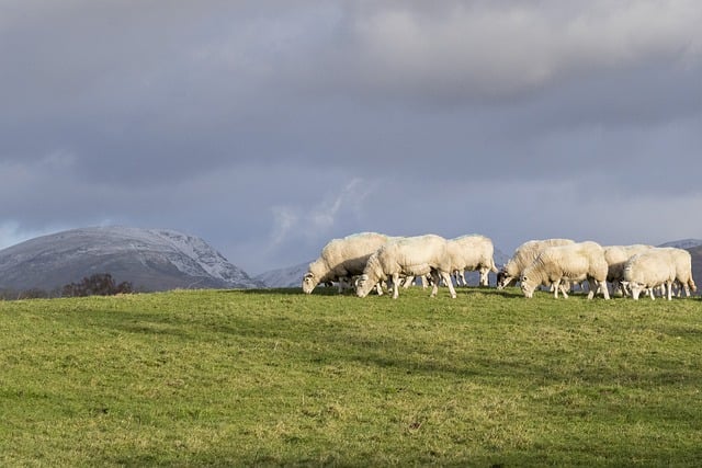 免费下载放牧山羊毛群的羊免费图片，使用 GIMP 免费在线图像编辑器进行编辑