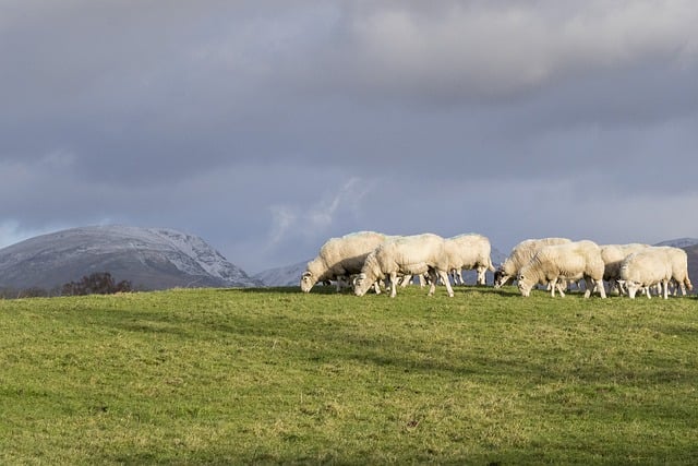 Free download sheep grazing hill wool herd free picture to be edited with GIMP free online image editor