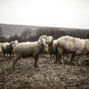 Sheep grazing on an artistically crafted  screen for extension Chrome web store in OffiDocs Chromium