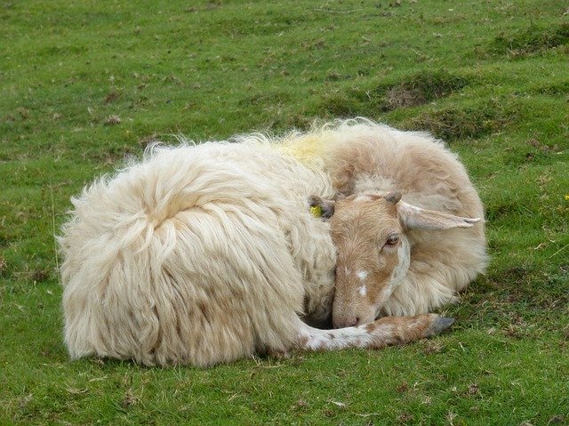 Free download Sheep Greenery Pastures -  free photo or picture to be edited with GIMP online image editor