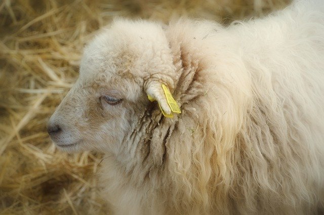 Template Photo Sheep Hair Wool -  for OffiDocs