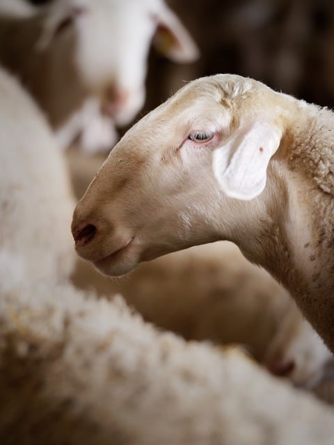 Free download sheep head animal farm rural free picture to be edited with GIMP free online image editor