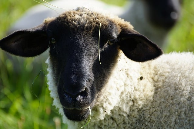Descarga gratuita de retrato de cabeza de oveja imagen gratuita de pasto lindo para editar con el editor de imágenes en línea gratuito GIMP