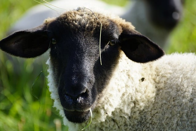 Free download sheep head portrait cute pasture free picture to be edited with GIMP free online image editor