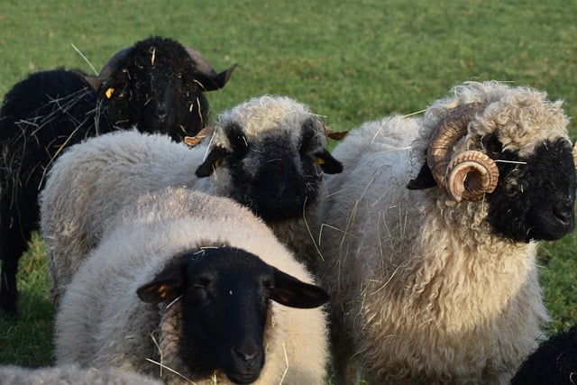 Free download sheep herd animals farm animals free picture to be edited with GIMP free online image editor