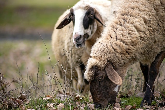 Free download sheep herd animals portrait free picture to be edited with GIMP free online image editor