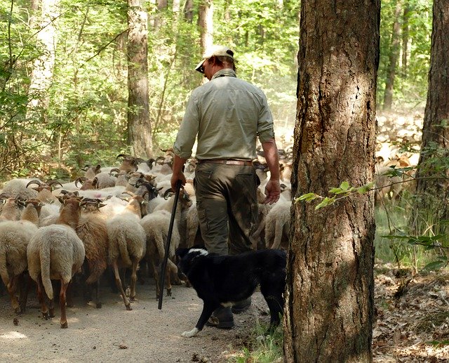 Kostenloser Download Sheep Herd Shepherd - kostenloses kostenloses Foto oder Bild zur Bearbeitung mit GIMP Online-Bildbearbeitung