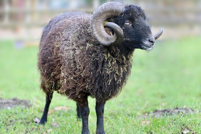 Free download sheep horns wool black sheep aries free picture to be edited with GIMP free online image editor