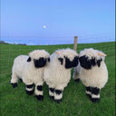 Sheep in the meadow wallpaper  screen for extension Chrome web store in OffiDocs Chromium
