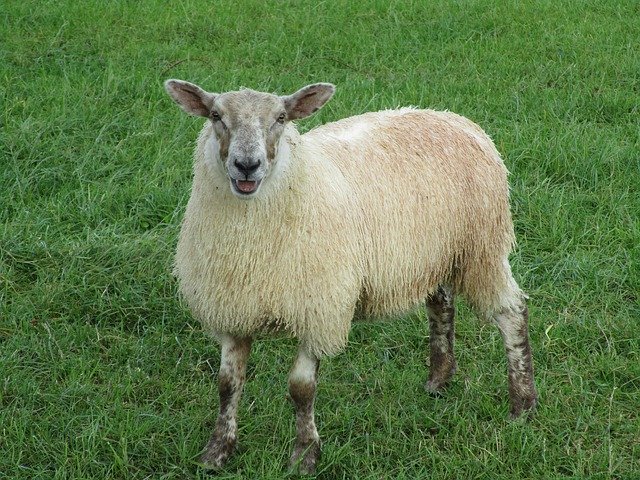 Téléchargement gratuit de Sheep Ireland - photo ou image gratuite à éditer avec l'éditeur d'images en ligne GIMP