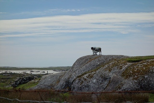 Free download Sheep Ireland Galway -  free photo or picture to be edited with GIMP online image editor