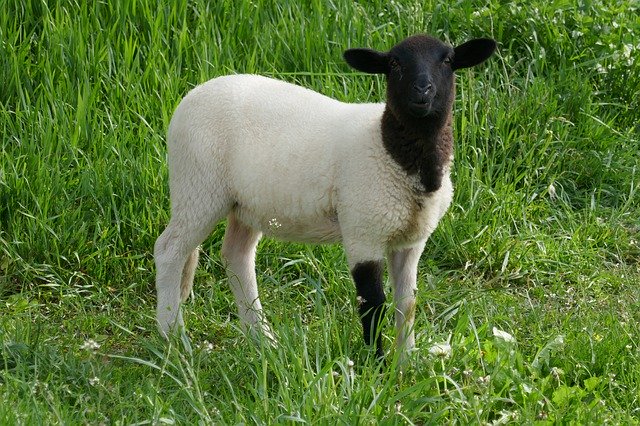 Скачать бесплатно Sheep Lamb - бесплатное фото или изображение для редактирования с помощью онлайн-редактора изображений GIMP