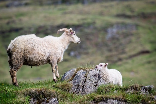 Free download sheep lamb animals pasture nature free picture to be edited with GIMP free online image editor