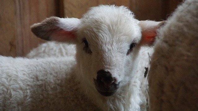 Muat turun percuma Sheep Lamb Black And White - foto atau gambar percuma untuk diedit dengan editor imej dalam talian GIMP