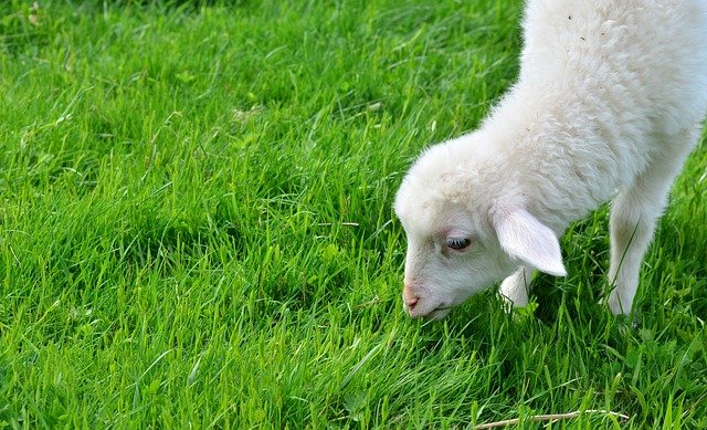 Free download sheep lamb cub animal child graze free picture to be edited with GIMP free online image editor