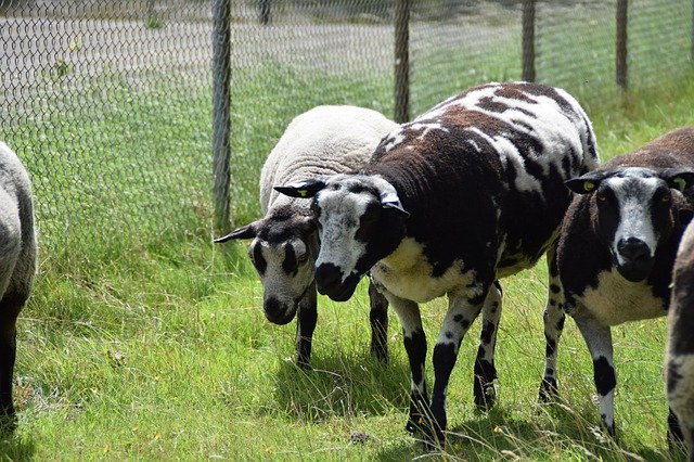 Free download Sheep Lamb Farm -  free photo or picture to be edited with GIMP online image editor