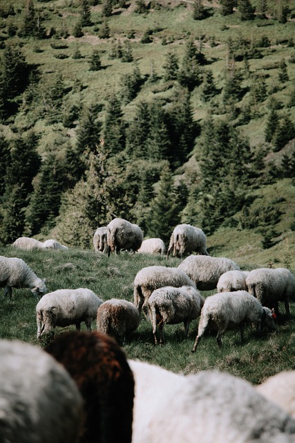 Free download sheep lamb field grassland animals free picture to be edited with GIMP free online image editor