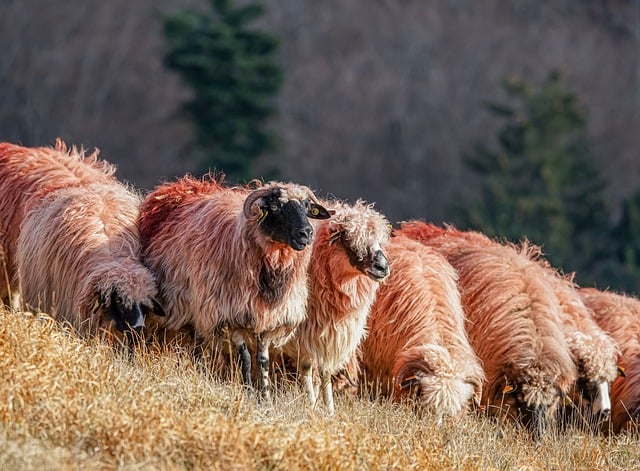 Free download sheep lamb grassland mountains free picture to be edited with GIMP free online image editor