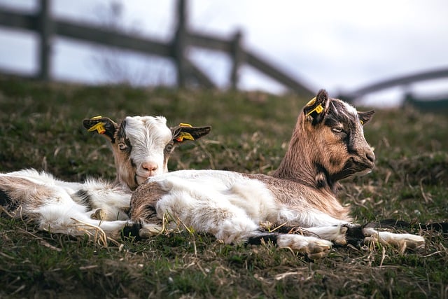 Free download sheep lamb grassland pasture farm free picture to be edited with GIMP free online image editor