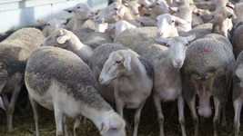 Free download Sheep Lamb Livestock free video to be edited with OpenShot online video editor