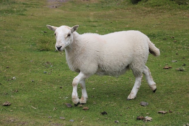 Free download sheep lamb livestock animal hill free picture to be edited with GIMP free online image editor