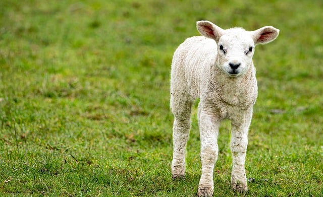 Free download sheep lamb mammal meadow nature free picture to be edited with GIMP free online image editor