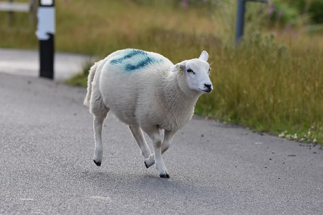 Free download sheep lamb run animal young animal free picture to be edited with GIMP free online image editor