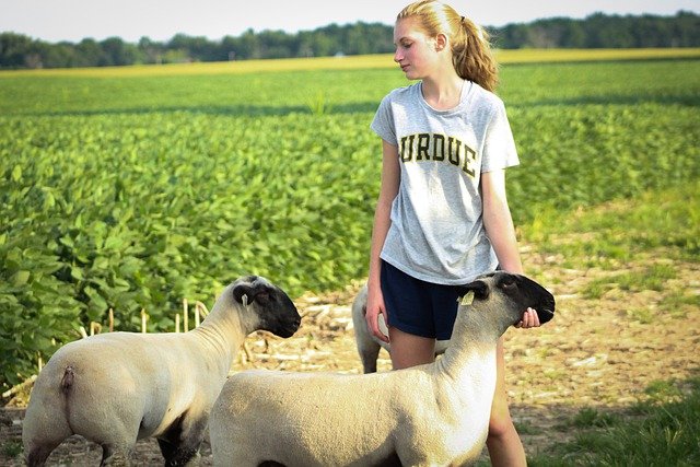 Free download sheep lambs farmer agriculture 4 h free picture to be edited with GIMP free online image editor