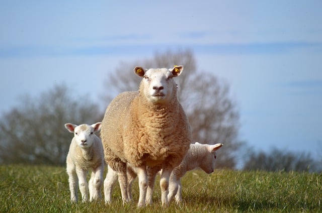 Free download sheep lambs mammals court cattle free picture to be edited with GIMP free online image editor