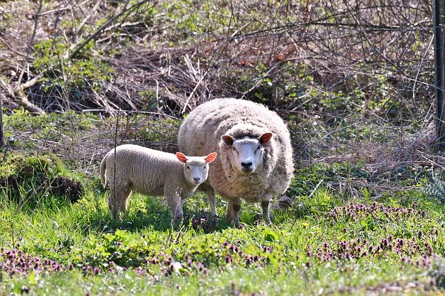 Free download Sheep Lamb Spring -  free photo or picture to be edited with GIMP online image editor