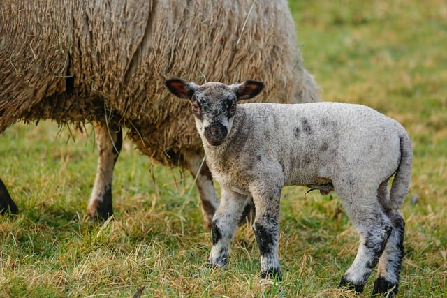 Free download sheep lamb young meadow animal free picture to be edited with GIMP free online image editor